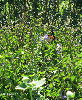 butterfly, Ladew Garden