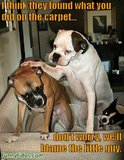 Dog Funny Picture