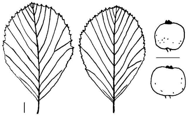 Ария Рича / Рябина Рича (Aria richii, =Sorbus richii)