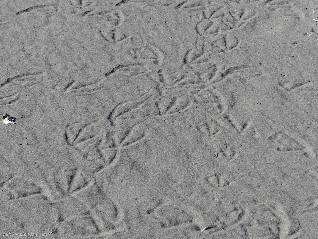 webbed footprints