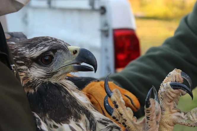 Ambiente rescató un pichón de águila coronada