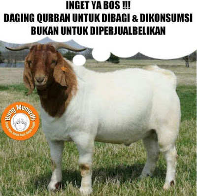 Kumpulan Meme dan Gambar Kocak Hewan Qurban yang Mengundang Tawa Terbaru  Kumpulan Meme dan Gambar Kocak Hewan Qurban yang Mengundang Tawa Terbaru 2018 