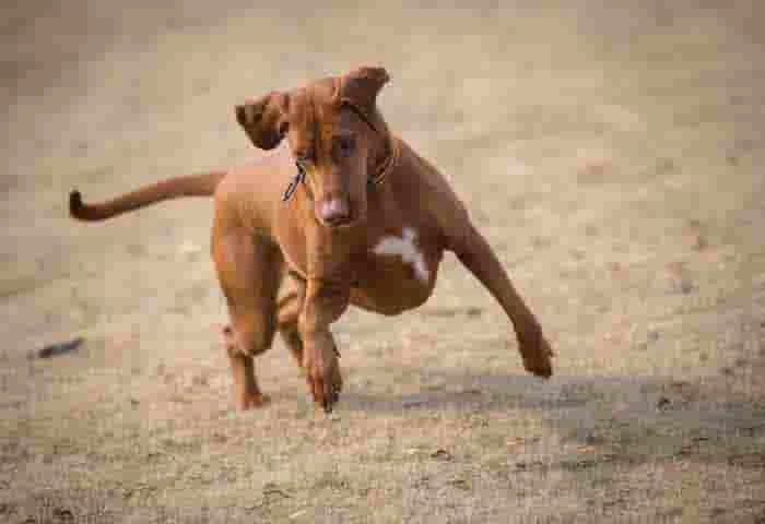 News, News-Malayalam-News, National, National-News, Science, Why do dogs chase certain vehicles?