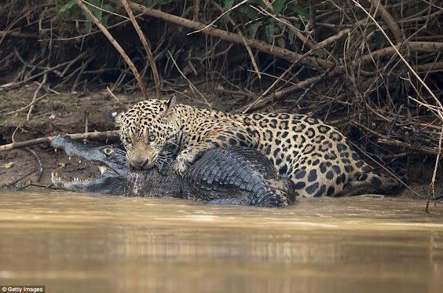 Imagens impressionantes: vídeo mostra jacaré sendo devorado por onça