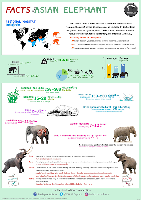 13 มีนาคม วันช้างไทย Thai National Elephant Day หรือ Wan Chang Thai FACTS ASIAN ELEPHANT