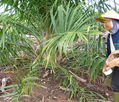 KELAPA SAWIT INDONESIA KELEMAHAN PROGRAM PEMUPUKKAN DI PERUSAHAAN PERKEBUNAN 