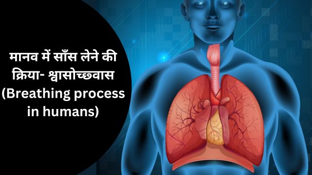 मानव में साँस लेने की क्रिया- श्वासोच्छ्वास (Breathing process in humans)|in hindi