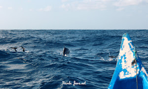 wisata mencari dolphin di teluk kiluan