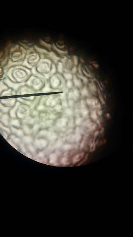 Idea P&P Sains : Stomata Melalui Mikroskop