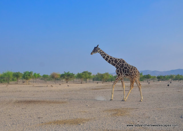 giraffe in Sir Bani Yas island