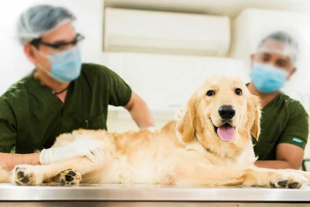 What can cause thrombocytopenia in dogs