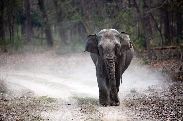 Elephant