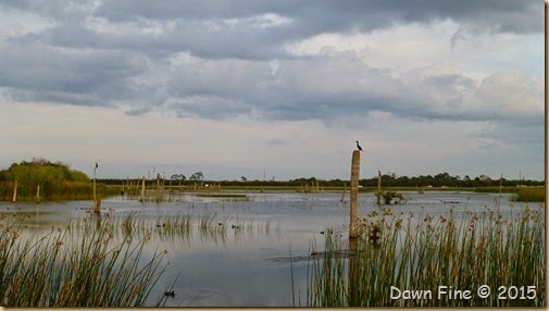 Viera Wetlands (61)