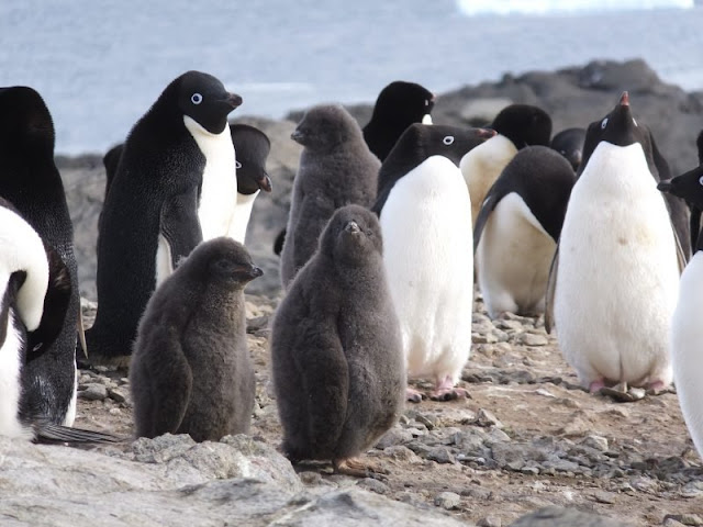  New interrogation links the mummified remains of penguin chicks inwards Antarctica to 2 massive w For You Information - Mummified penguins nation of yesteryear together with hereafter deadly weather