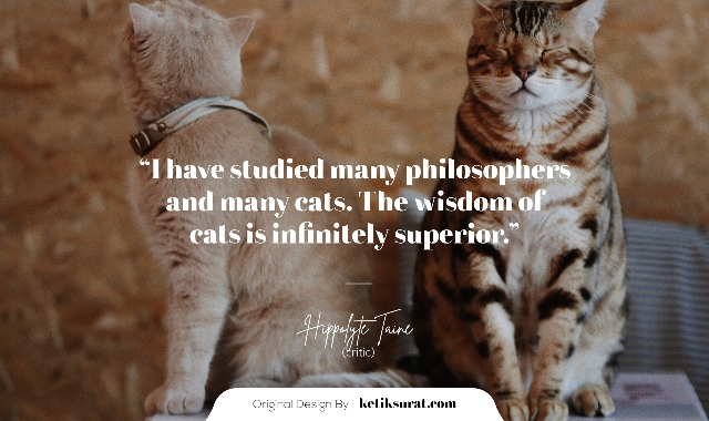quotes bahasa inggris about cat dan artinya