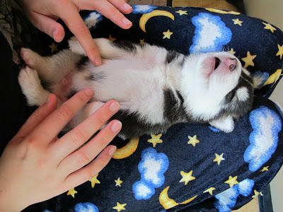 Husky puppies Seen On www.coolpicturegallery.us