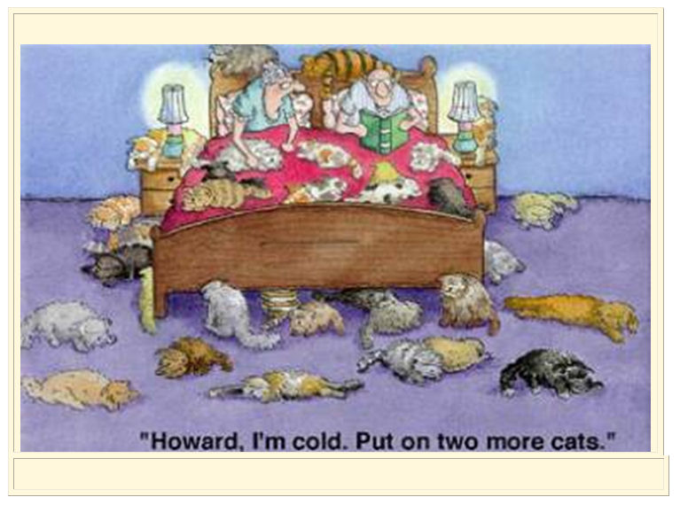 cartoon-cats-on-bed.jpg