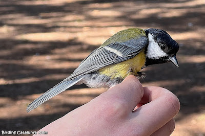 Mallerenga carbonera (Parus major)