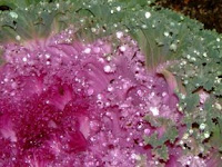 Winter Cabbage w/Dew