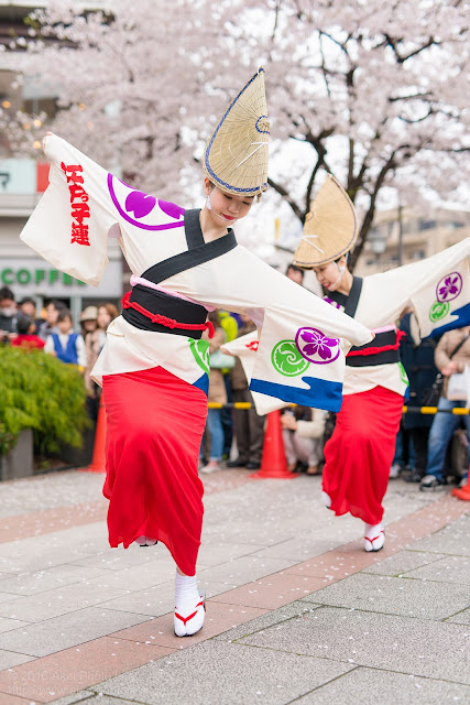 阿波踊りの本場徳島の阿呆連と姉妹連、江戸っ子連の女性の奴踊り