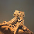 Caring for Bearded Dragons “Must Know Tips” for Owners