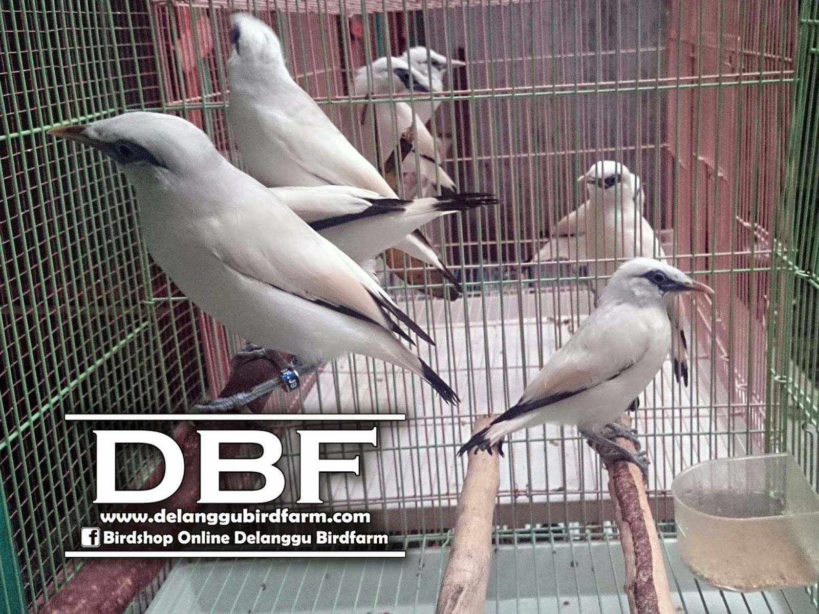 Jual Burung Jalak Bali Sertifikat Resmi ~ UD. Delanggu 