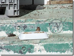Chipmunk Eating Seeds