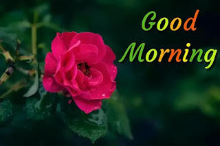 Good morning rose images