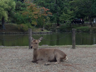 Deer in Nara, Japan - www.curiousadventurer.blogspot.com