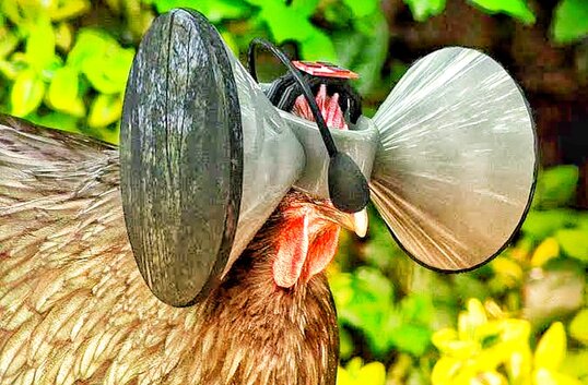 How to raise poultry with Virtual Reality | Technology