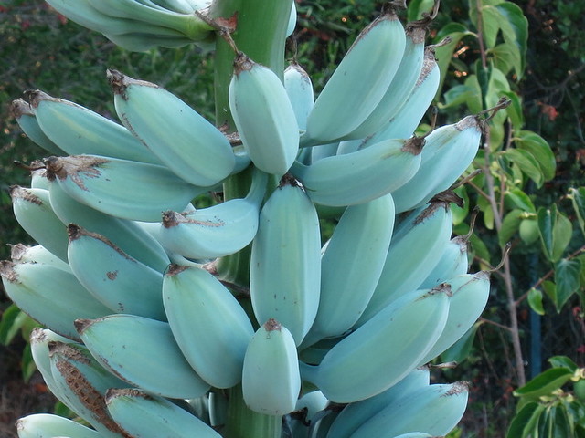 blue java banana, ice cream banana, blue java bananas, java blue, ice cream banana tree, blue java banana tree, java banana, blue banana ice cream, blue java banana growing zone, blue java banana inside, blue java banana taste