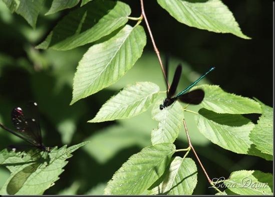 OMC_Dragonflies