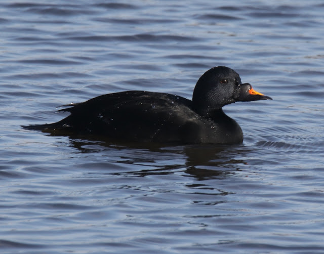 Negrón común (Melanitta nigra)