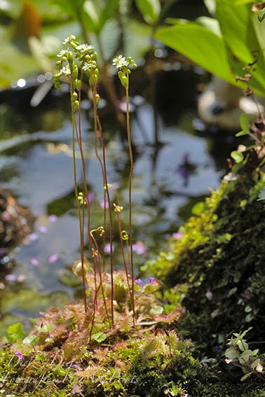 Rundblättriger Sonnentau (Drosera rotundifolia)