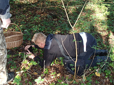 Leccinum crocipodium koźlarz bruzdkowany