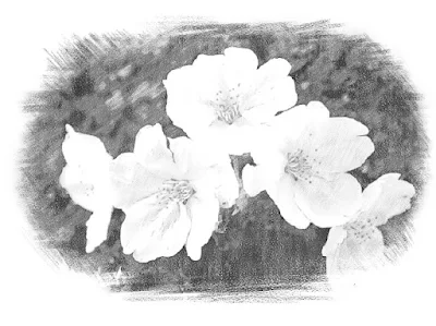 sketsa gambar bunga sakura simple