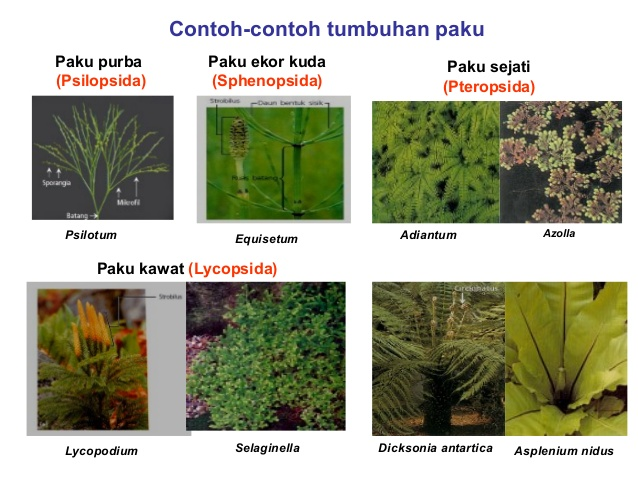 Klasifikasi Tumbuhan Biji Spermatophyta Makalah Pengertian 