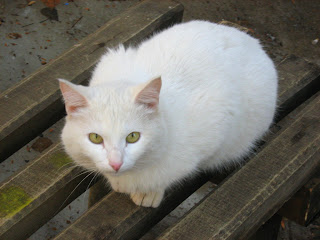 Young White Cat “Snowball”: Part One