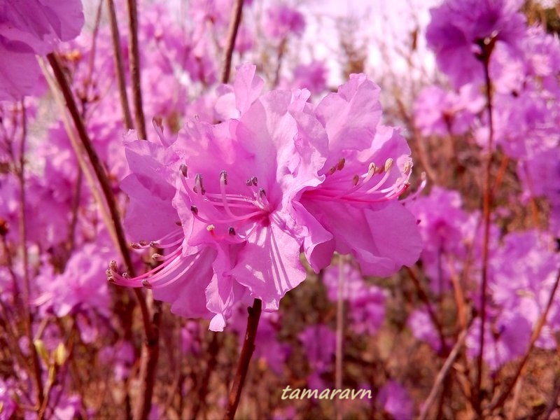 Рододендрон остроконечный (Rhododendron mucronulatum)