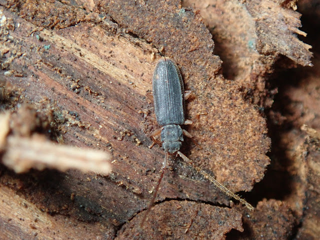 Uleiota planata Uleiota planata