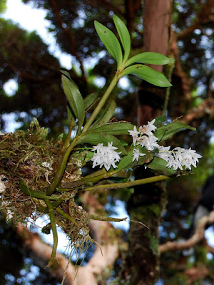 Dendrobium moorei care and culture
