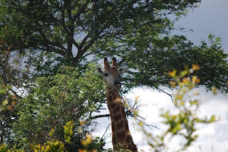 Giraffes are amazingly elegant