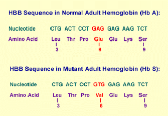 Mutant adult haemoglobin