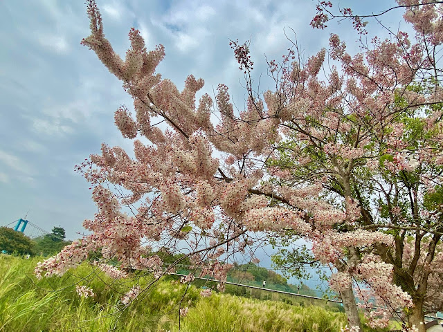 竹崎公園花旗木