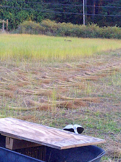 Flax drying in the sun