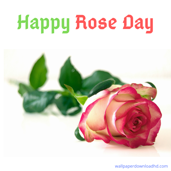 happy rose day images