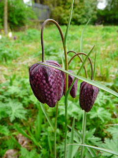 Snakes-Head Fritilary, National Wildflower Centre