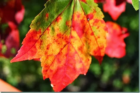 IMG_1314_1024x683