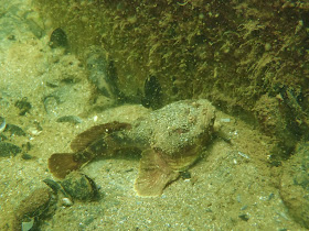 Buceo Uruguay