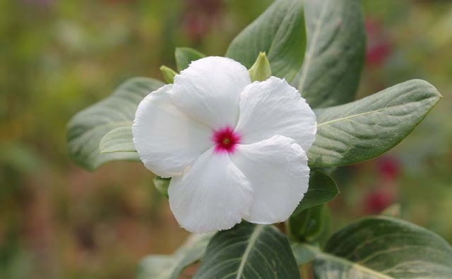 Vinca Flowers Pictures